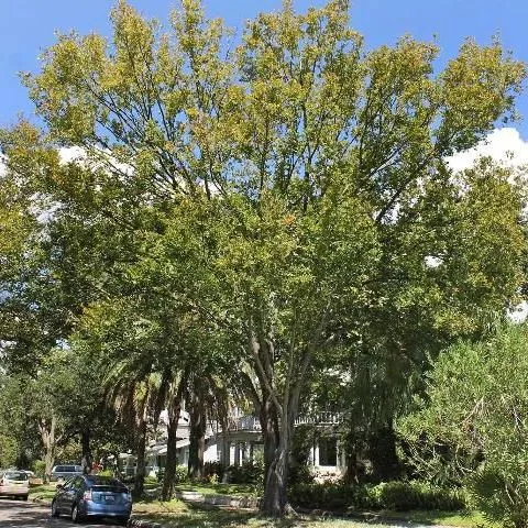 thumbnail for publication: Ulmus americana: American Elm